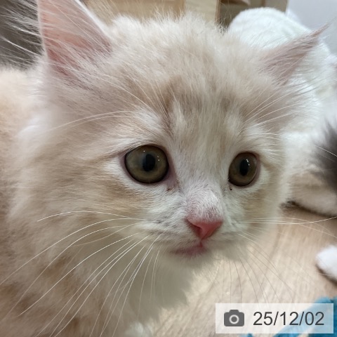 ラガマフィンの写真