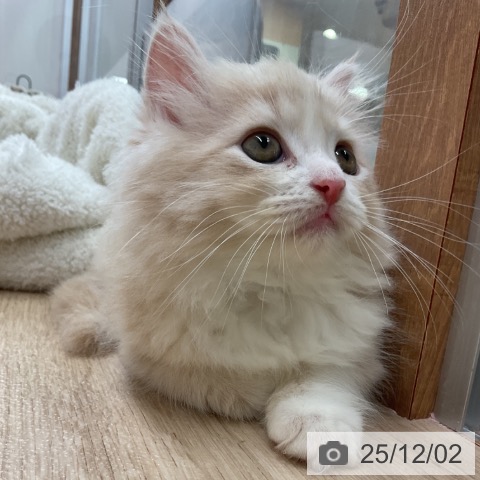 ラガマフィンの写真