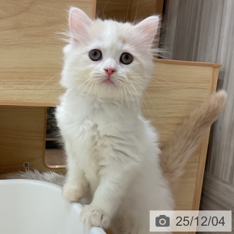 愛知県のラガマフィン (ペットプラス 熱田店/2025年10月2日生まれ/女の子/クリームタビーホワイト)の子猫の4枚目の画像