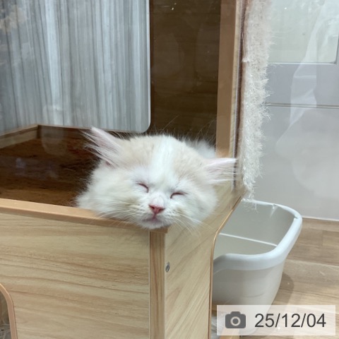 愛知県のラガマフィン (ペットプラス 熱田店/2025年10月2日生まれ/女の子/クリームタビーホワイト)の子猫の3枚目の画像