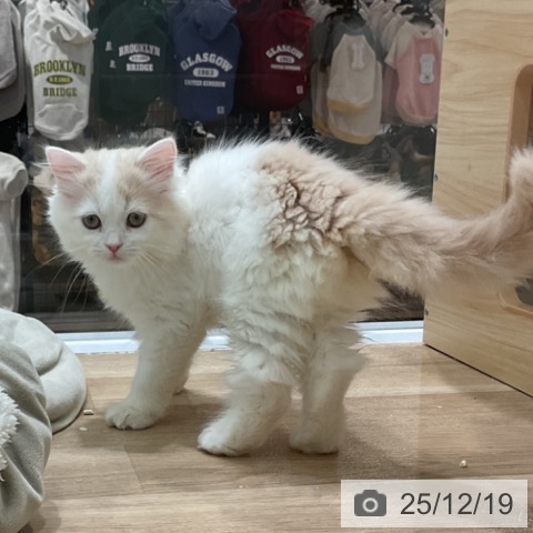 愛知県のラガマフィン (ペットプラス 熱田店/2025年10月2日生まれ/女の子/クリームタビーホワイト)の子猫の3枚目の画像