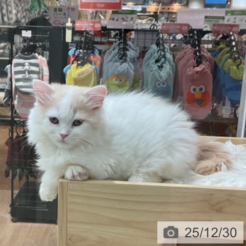 愛知県のラガマフィン (ペットプラス 熱田店/2025年10月2日生まれ/女の子/クリームタビーホワイト)の子猫の3枚目の画像