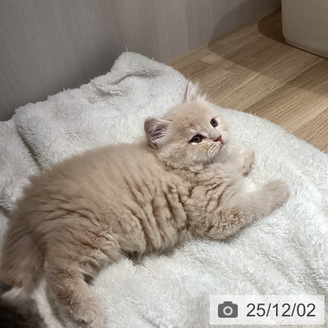 ラガマフィンの写真