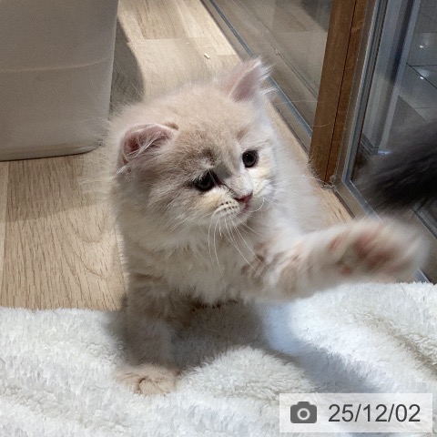 ラガマフィンの写真