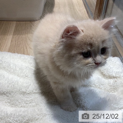 ラガマフィンの写真