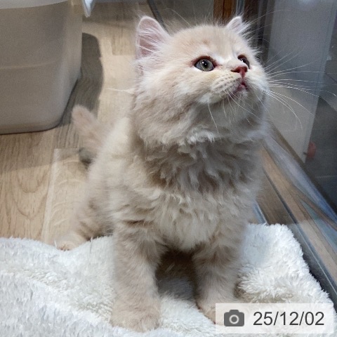 ラガマフィンの写真