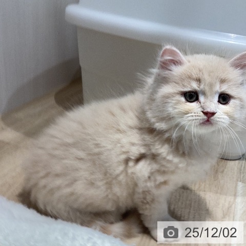 ラガマフィンの写真