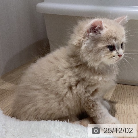 ラガマフィンの写真