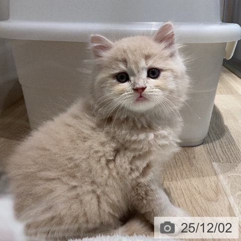 ラガマフィンの写真