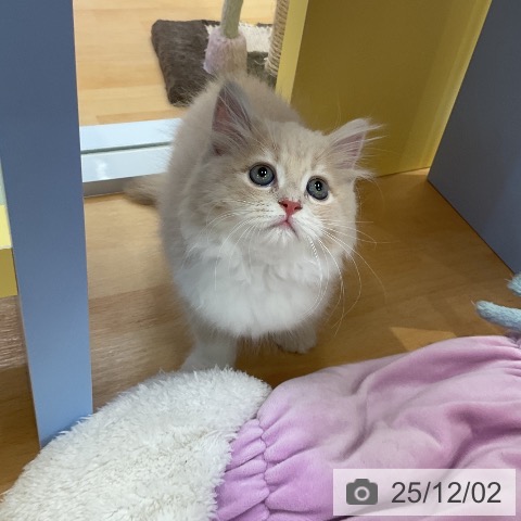 ラガマフィンの写真