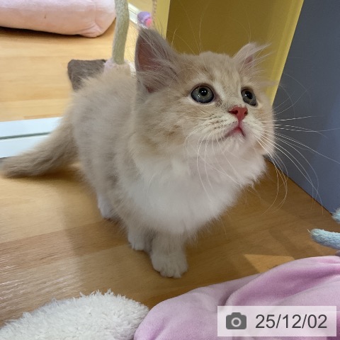 ラガマフィンの写真