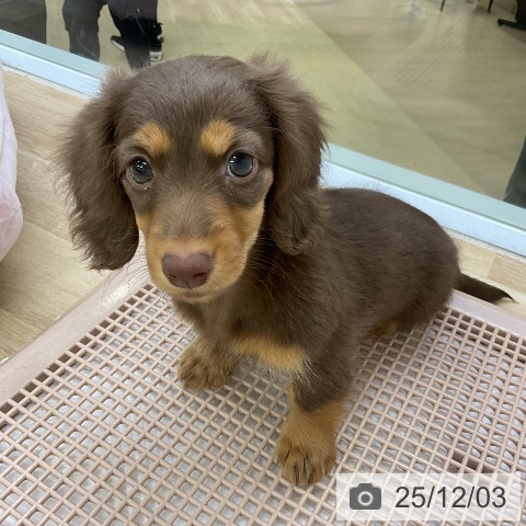 愛知県のミニチュアダックスフンド(ロング) (ペットプラス mozoワンダーシティ店/2025年9月30日生まれ/女の子/チョコレートタン)の子犬の4枚目の画像