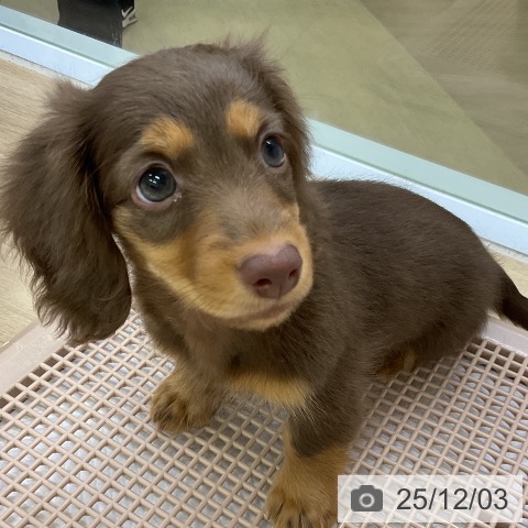 愛知県のミニチュアダックスフンド(ロング) (ペットプラス mozoワンダーシティ店/2025年9月30日生まれ/女の子/チョコレートタン)の子犬の3枚目の画像