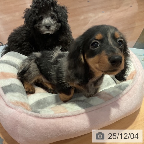 愛知県のミニチュアダックスフンド(ロング) (ペットプラス 名古屋茶屋店/2025年9月30日生まれ/女の子/シルバーダップル)の子犬の4枚目の画像