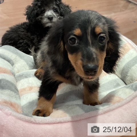 愛知県のミニチュアダックスフンド(ロング) (ペットプラス 名古屋茶屋店/2025年9月30日生まれ/女の子/シルバーダップル)の子犬の4枚目の画像