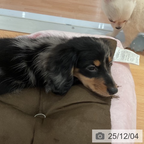 愛知県のミニチュアダックスフンド(ロング) (ペットプラス 名古屋茶屋店/2025年9月30日生まれ/女の子/シルバーダップル)の子犬の3枚目の画像