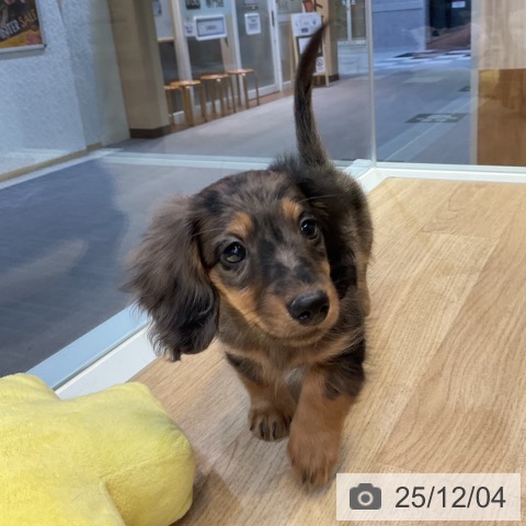 愛知県のミニチュアダックスフンド(ロング) (ペットプラス 岡崎店/2025年9月30日生まれ/女の子/シルバーダップル)の子犬の4枚目の画像