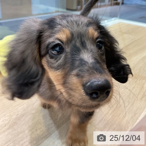 愛知県のミニチュアダックスフンド(ロング) (ペットプラス 岡崎店/2025年9月30日生まれ/女の子/シルバーダップル)の子犬の3枚目の画像