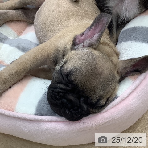 東京都のフレンチブルドッグ (ペットプラス 日の出店/2025年10月2日生まれ/女の子/フォーン)の子犬の4枚目の画像