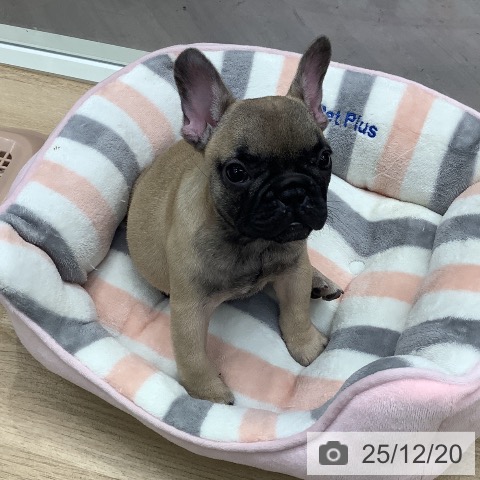 東京都のフレンチブルドッグ (ペットプラス 日の出店/2025年10月2日生まれ/女の子/フォーン)の子犬の3枚目の画像