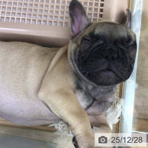 東京都のフレンチブルドッグ (ペットプラス 日の出店/2025年10月2日生まれ/女の子/フォーン)の子犬の3枚目の画像