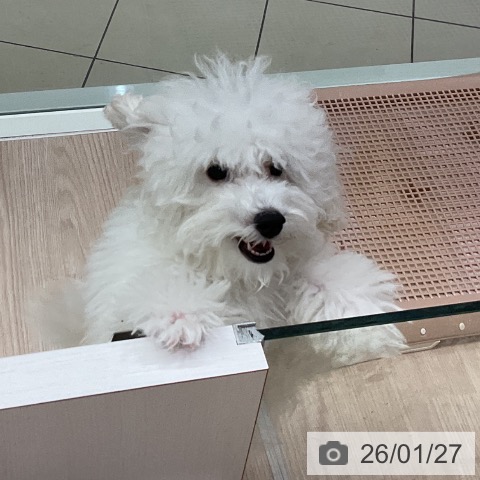 石川県のトイプードル(トイ) (ペットプラス かほく店/2025年10月1日生まれ/男の子/ホワイト)の子犬の4枚目の画像