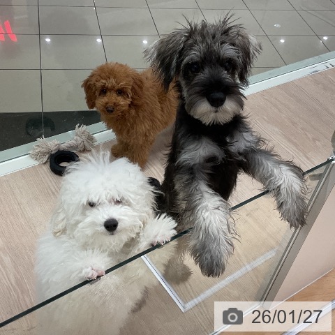 石川県のトイプードル(トイ) (ペットプラス かほく店/2025年10月1日生まれ/男の子/ホワイト)の子犬の3枚目の画像