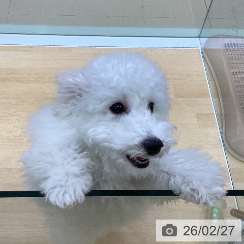愛知県のトイプードル(トイ) (ペットプラス 三好店/2025年10月1日生まれ/男の子/ホワイト)の子犬の3枚目の画像