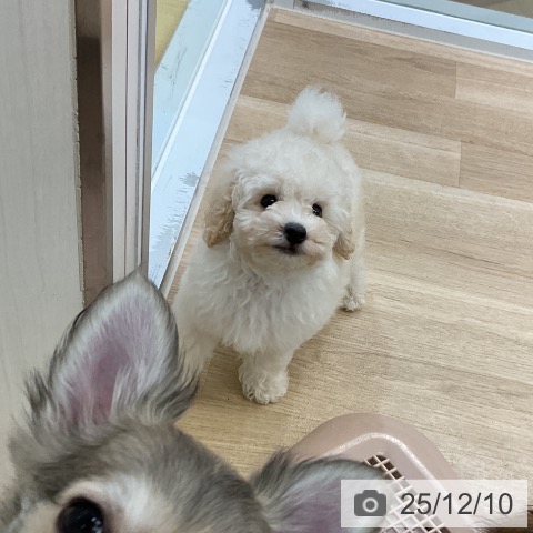 愛知県のトイプードル(トイ) (ペットプラス mozoワンダーシティ店/2025年10月3日生まれ/男の子/ホワイト)の子犬の4枚目の画像