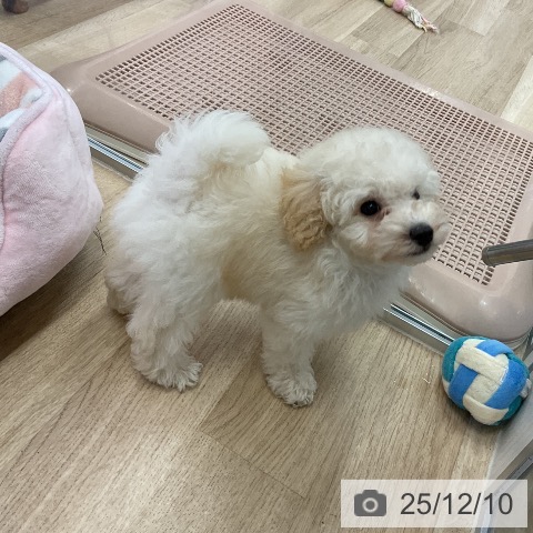 愛知県のトイプードル(トイ) (ペットプラス mozoワンダーシティ店/2025年10月3日生まれ/男の子/ホワイト)の子犬の3枚目の画像
