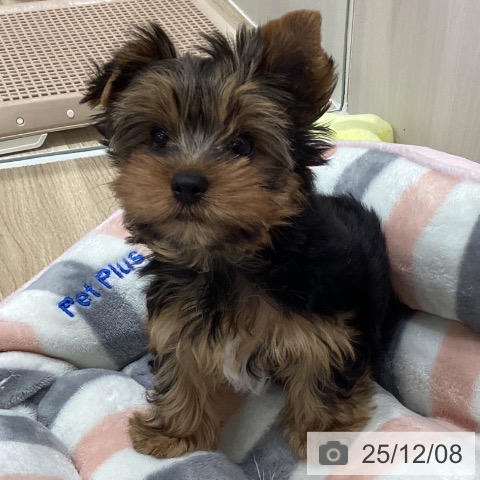 ヨークシャー・テリアの写真