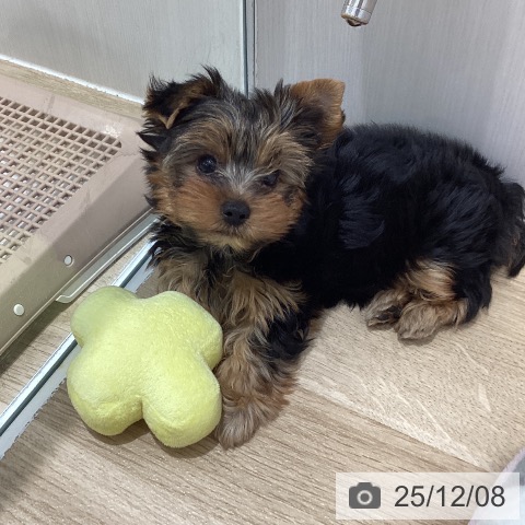 ヨークシャー・テリアの写真