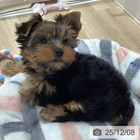 ヨークシャー・テリアの写真