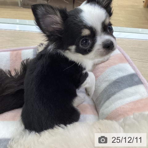 愛知県のチワワ(ロング) (ペットプラス ナゴヤドーム前店/2025年10月3日生まれ/男の子/ブラックタンホワイト)の子犬の4枚目の画像