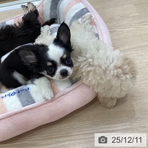 愛知県のチワワ(ロング) (ペットプラス ナゴヤドーム前店/2025年10月3日生まれ/男の子/ブラックタンホワイト)の子犬の3枚目の画像