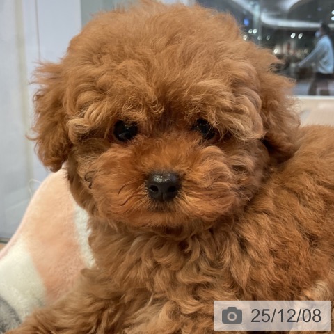 トイ・プードルの写真