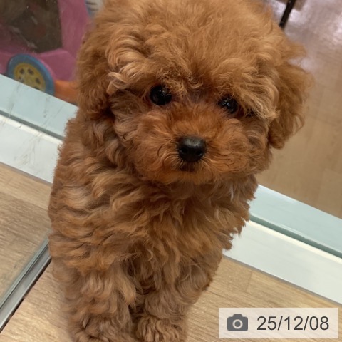 トイ・プードルの写真