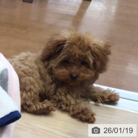 富山県のトイプードル(トイ) (ペットプラス となみ店/2025年10月3日生まれ/男の子/レッド)の子犬の4枚目の画像