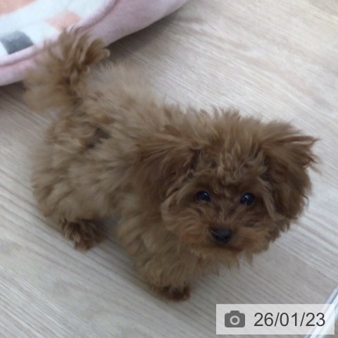 富山県のトイプードル(トイ) (ペットプラス となみ店/2025年10月3日生まれ/男の子/レッド)の子犬の4枚目の画像