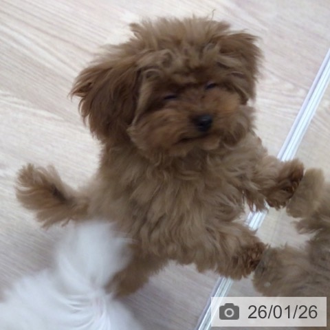 富山県のトイプードル(トイ) (ペットプラス となみ店/2025年10月3日生まれ/男の子/レッド)の子犬の4枚目の画像