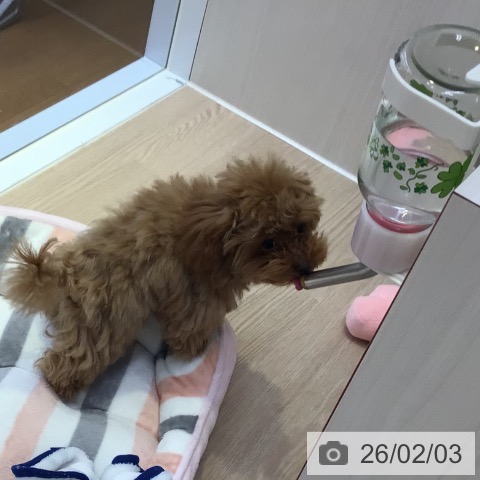 富山県のトイプードル(トイ) (ペットプラス となみ店/2025年10月3日生まれ/男の子/レッド)の子犬の4枚目の画像