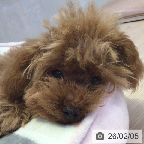 富山県のトイプードル(トイ) (ペットプラス となみ店/2025年10月3日生まれ/男の子/レッド)の子犬の4枚目の画像