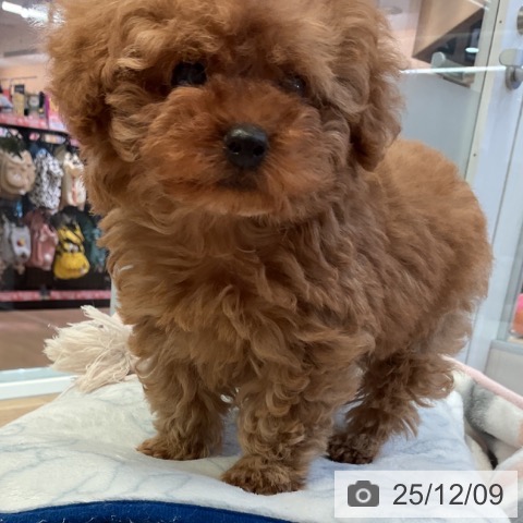 トイ・プードルの写真