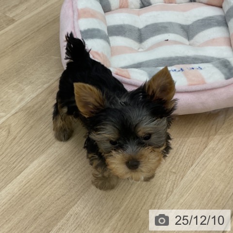 福島県のヨークシャーテリア (ペットプラス 福島店/2025年10月2日生まれ/男の子/スチールブルータン)の子犬の4枚目の画像
