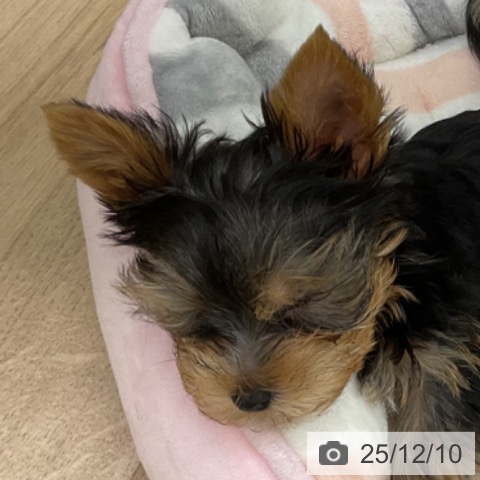 福島県のヨークシャーテリア (ペットプラス 福島店/2025年10月2日生まれ/男の子/スチールブルータン)の子犬の3枚目の画像