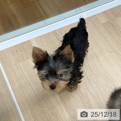 福島県のヨークシャーテリア (ペットプラス 福島店/2025年10月2日生まれ/男の子/スチールブルータン)の子犬の3枚目の画像