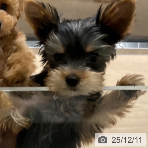 埼玉県のヨークシャーテリア (ペットプラス コクーンシティ店/2025年10月2日生まれ/男の子/スチールブルータン)の子犬の4枚目の画像