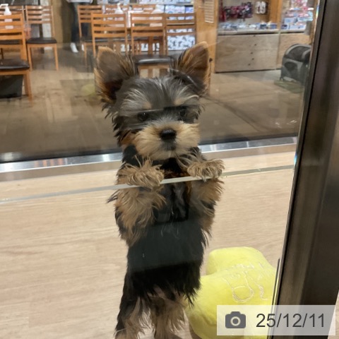 埼玉県のヨークシャーテリア (ペットプラス コクーンシティ店/2025年10月2日生まれ/男の子/スチールブルータン)の子犬の3枚目の画像