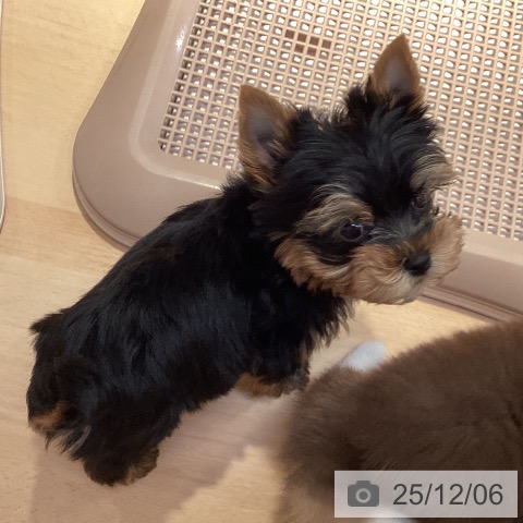 山形県のヨークシャーテリア (ペットプラス 天童店/2025年10月2日生まれ/男の子/スチールブルータン)の子犬の3枚目の画像