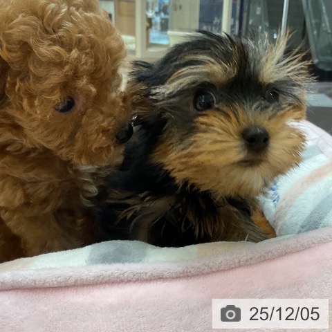 ヨークシャー・テリアの写真